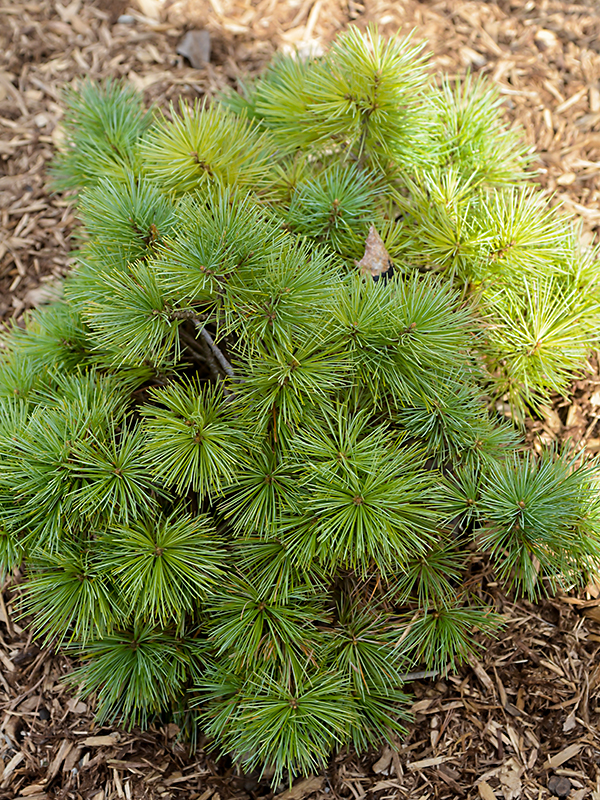 Pinus strobus 'Horsford Dwarf' Pinus strobus 'Horsford Dwarf'
